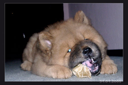 Chow-Chow sooo hungrig