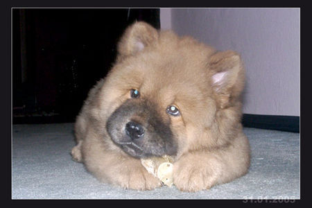 Chow-Chow unsere fini als welpe