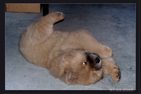 Chow-Chow sooo verspielt