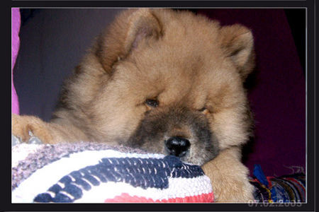 Chow-Chow sooo müde