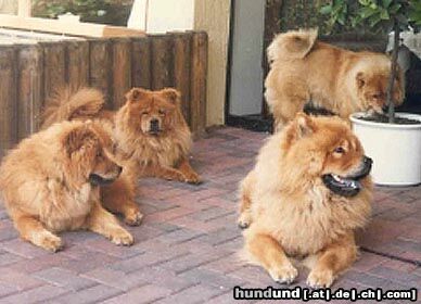 Chow-Chow Hunde Foto 2768 Chow-Chow 4 Chow-Chows
