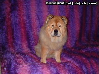 Chow-Chow Amira von der Cyriaksburg