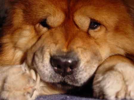 Chow-Chow Hunde Foto 27234 in höherer Auflösung ansehen Chow-Chow Ooh wie süß