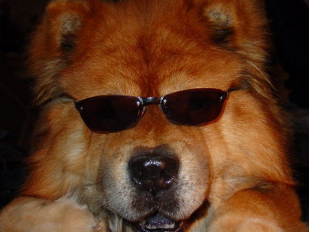 Chow-Chow Teddy, 9 Jahre