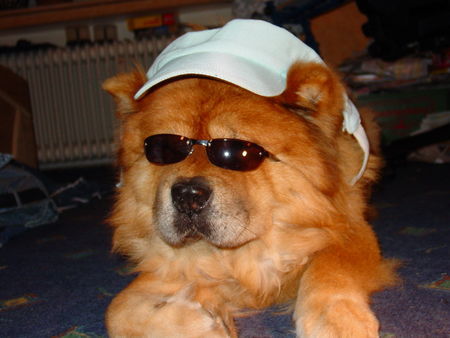 Chow-Chow *Coolman* :-)