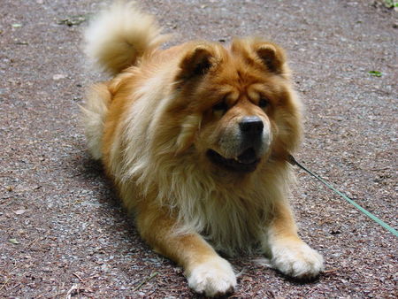 Chow-Chow Keine Lust mehr! Ich will Heim!! Teddy, 9 Jahre