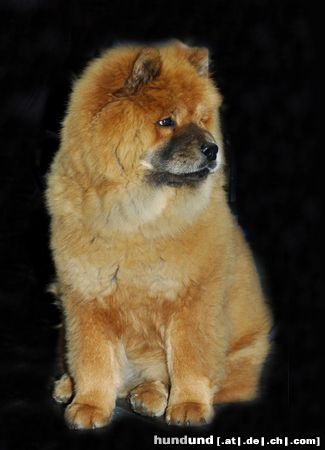 Chow-Chow Hunde Foto 20439 in höherer Auflösung ansehen Chow-Chow CACIB Erfurt 2005