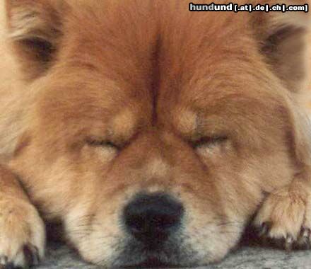 Chow-Chow Hunde Foto 2777 Chow-Chow Dunja