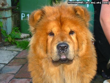 Chow-Chow Hunde Foto 21837 in höherer Auflösung ansehen Chow-Chow unsere liebe zula