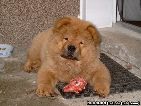 Chow-Chow Da hat sich doch jeman einen Hasen geklaut!