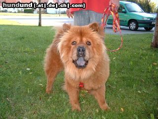 Chow-Chow Mintra vom Felsenturm