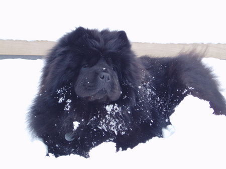 Chow-Chow Momo liebt Schnee!