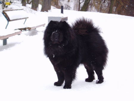 Chow-Chow Hab ich heute Phototermin?