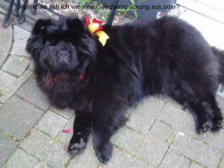 Chow-Chow Hunde Foto 35704 in höherer Auflösung ansehen Chow-Chow
