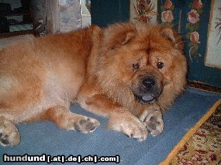 Chow-Chow Hunde Foto 26103 in höherer Auflösung ansehen Chow-Chow Raya vom Felsenturm