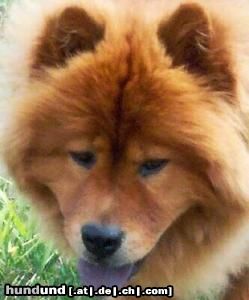 Chow-Chow Blauzunge ...