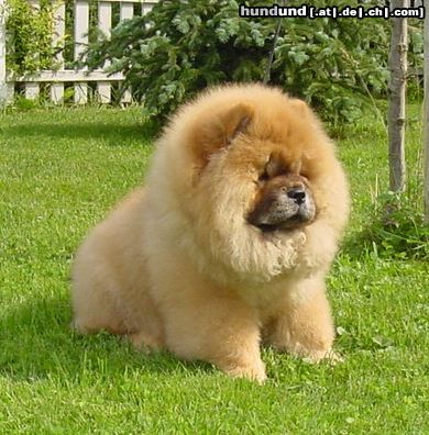 Chow-Chow Hunde Foto 4461 Chow-Chow Maruso´s Harmony