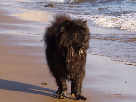 Chow-Chow Hunde Foto 35705 Chow-Chow Wasser find ich klasse!