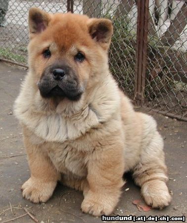 Chow-Chow Duffy mit 3 Monaten