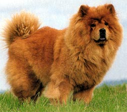 Chow-Chow Hunde Foto 27 Chow-Chow