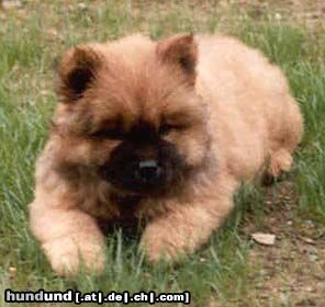 Chow-Chow Hunde Foto 2769 Chow-Chow 4 Chow-Chows