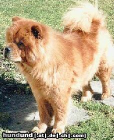 Chow-Chow Hunde Foto 2770 Chow-Chow 4 Chow-Chows