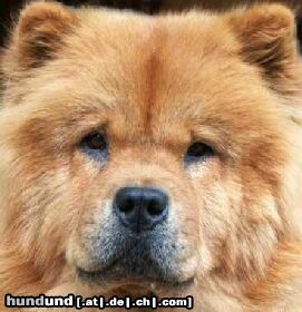 Chow-Chow Hunde Foto 2771 Chow-Chow 4 Chow-Chows
