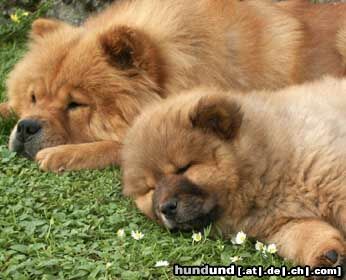 Chow-Chow Hunde Foto 2780 Chow-Chow Mutter und Tochter