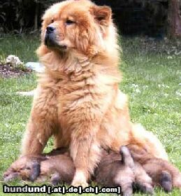 Chow-Chow Hunde Foto 2773 Chow-Chow 4 Chow-Chows