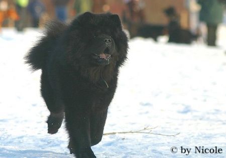 Chow-Chow Bei Long 