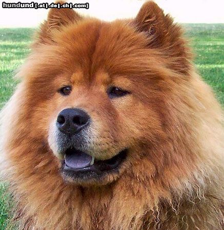 Chow-Chow Shiwa (17 Mon)