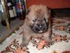 Chow-Chow Hund