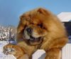 Chow-Chow Foto: Barbary`s Zensational Zee (im Kennel Maruso) (ID 4462) Chow-Chow Hund