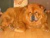 Chow-Chow Hund