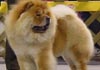Chow-Chow Foto: Marusos's Eileen (ID 391) Chow-Chow Hund