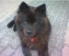 Chow-Chow Foto: In Memoriam- unvergessen! (ID 25252) Chow-Chow Hund