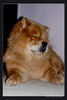 Chow-Chow Hund