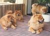 Chow-Chow Foto: 4 Chow-Chows (ID 2768) Chow-Chow Hund