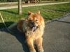 Chow-Chow Hund