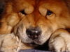 Chow-Chow Hund