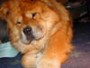 Chow-Chow Hund