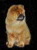 Chow-Chow Foto: CACIB Erfurt 2005 (ID 20439) Chow-Chow Hund
