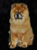 Chow-Chow Hund