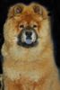 Chow-Chow Hund