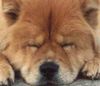 Chow-Chow Foto: Dunja (ID 2777) Chow-Chow Hund