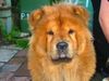 Chow-Chow Hund