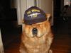 Chow-Chow Hund