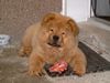 Chow-Chow Hund