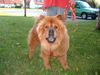 Chow-Chow Hund