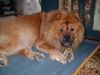 Chow-Chow Hund